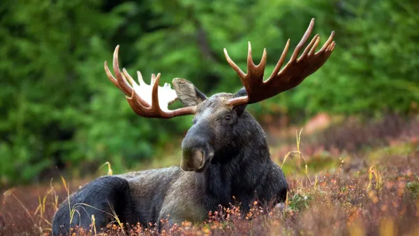 Moose Collisions Rise to 25 in Two Weeks in Pirkanmaa and Central Finland