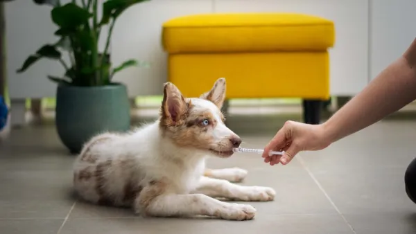 Stolen Euthasol from Ylöjärvi Vet Clinic Sold as Benzodiazepines, Several Users Exposed
