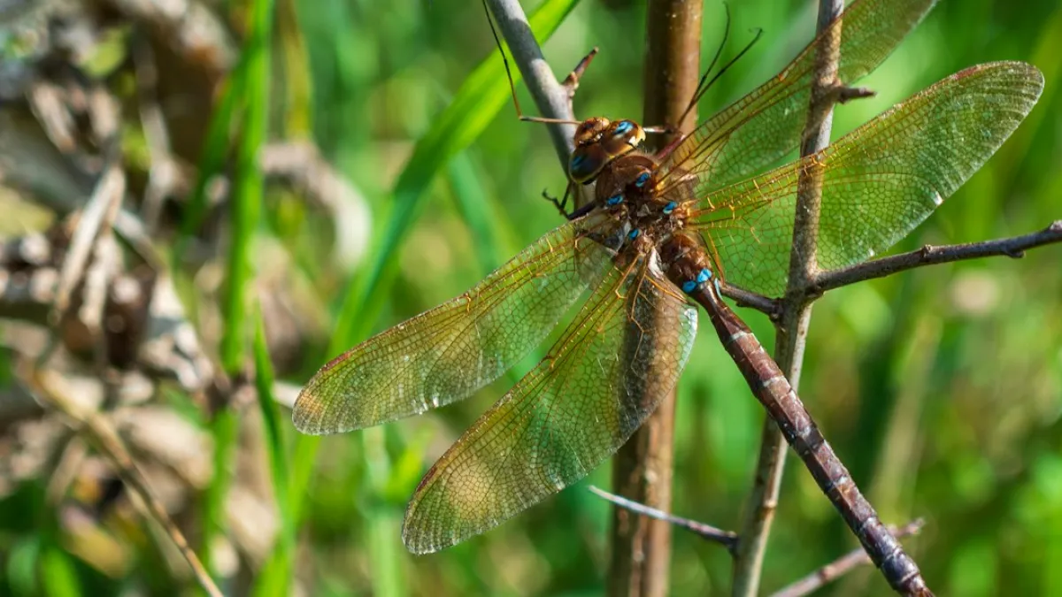 A￼ Male Brown Hawker, Aeshna Grandis near the River Stour at Sturminster Marshall.