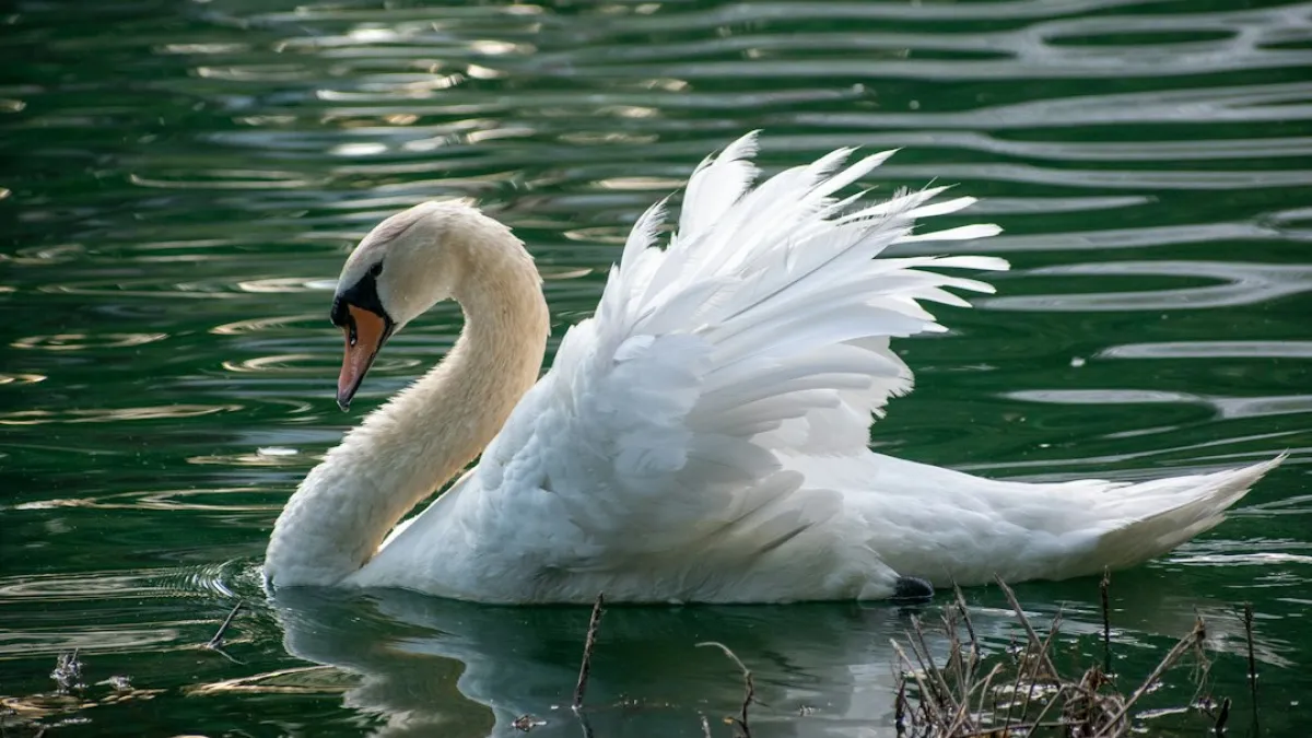 Mute swan along lake edge.