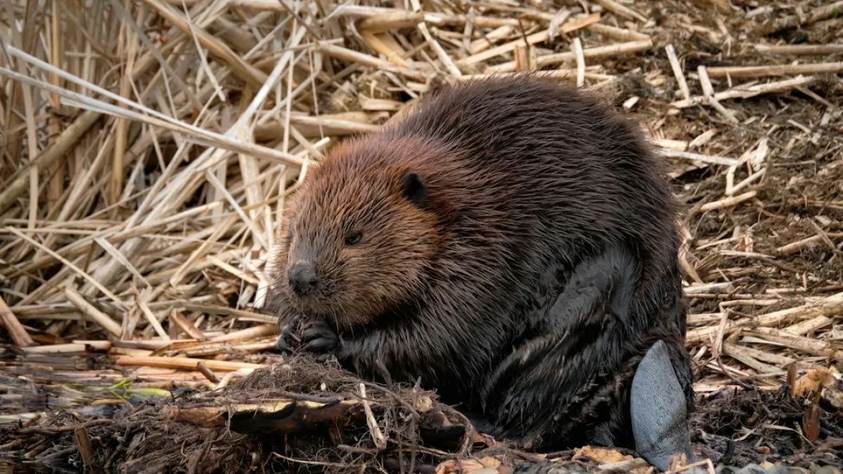 Wild Beaver at Shoreline Chewing Wood Among Reeds in Marsh Wetland