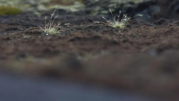 Fast-running 'wheel mite' hunts insects in soil, harmless to people