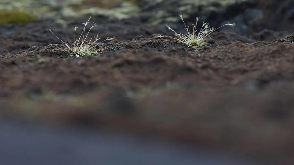 green grass on brown soil