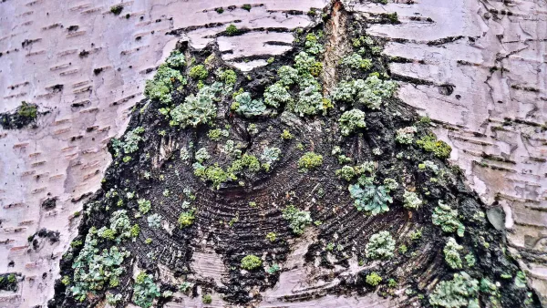 Jupiter-like banding on Pirkanmaa wasp nest caused by chewed wood and paint