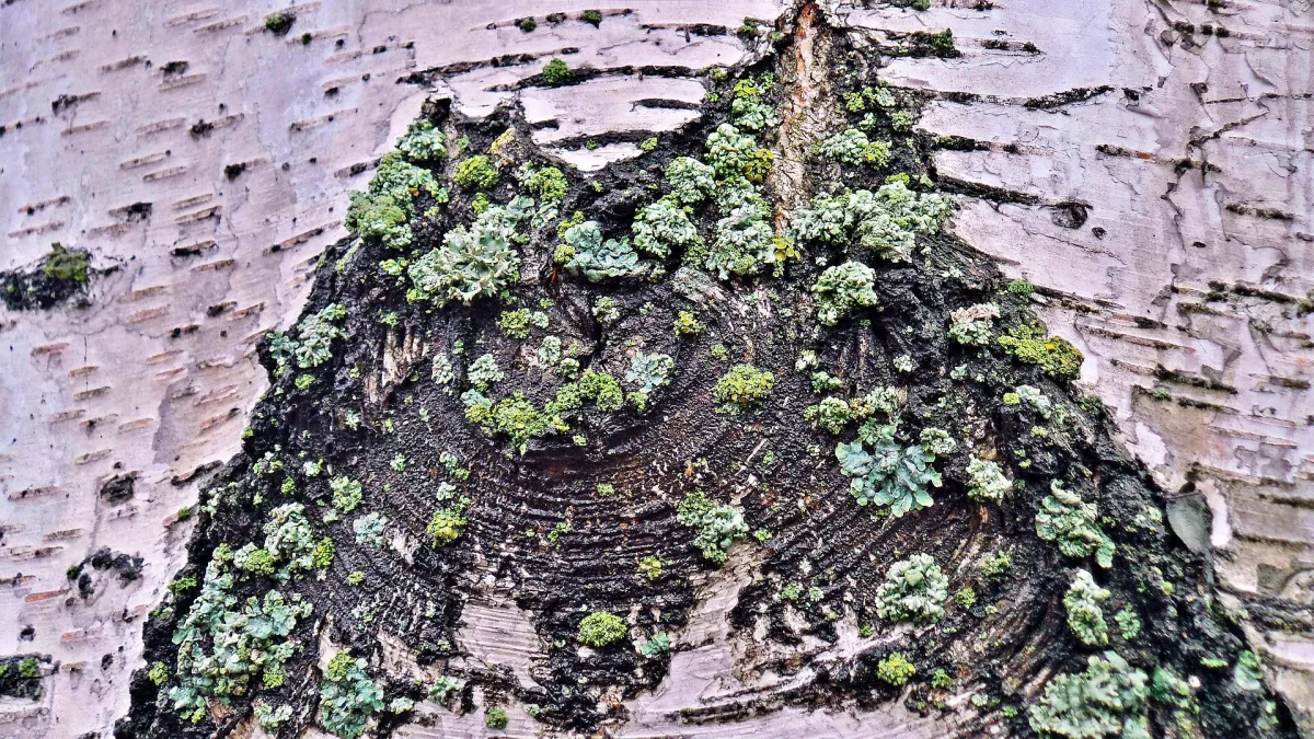 Birch bark and moss in Tampere, Finland.