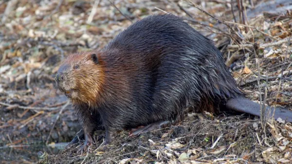 Finland Launches Regional Push to Remove Canadian Beavers, Targeting Tampere to Seinäjoki