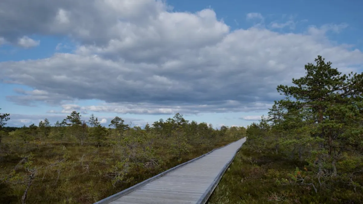 A peaceful wooden boardwalk through a lush and expansive wetland under a dramatic sky.