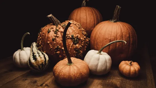 Tampere Community Gears Up for Giant Pumpkin Contest