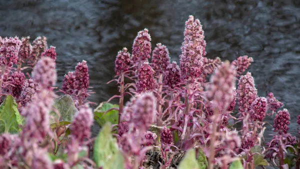 Non-native southern butterbur found by Hervanta fitness stairs