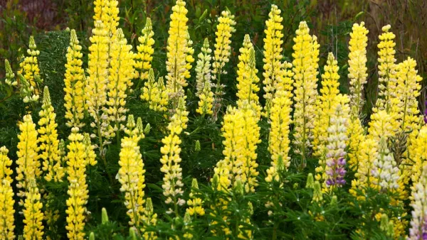 Lieksa launches €3,000 crowdsourced campaign to remove giant hogweed and lupin