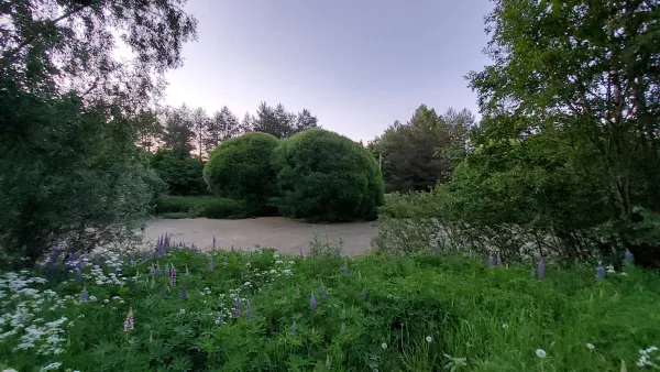 Politicians Join Volunteers to Pull Invasive Lupines from Pekanpuisto and Sahavainionpuisto