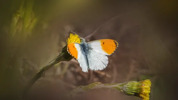 Vilppula porch 'moth' revived and freed from web turns out to be female orange-tip butterfly