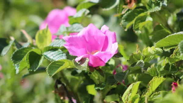 Rugosa Roses Persist in Nokia Years After Cultivation Ban