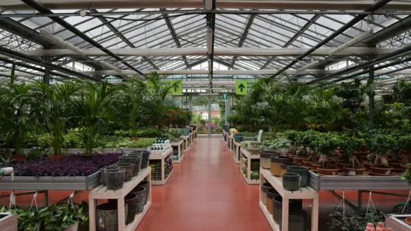 Tampere startup Tuleva luonto grows endangered Finnish plants in Messukylä hall for habitat restoration