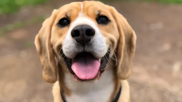 Tampere Nurse Launches 'Get Rid of Extreme Breed Traits' Campaign to Curb Harmful Pedigree Features