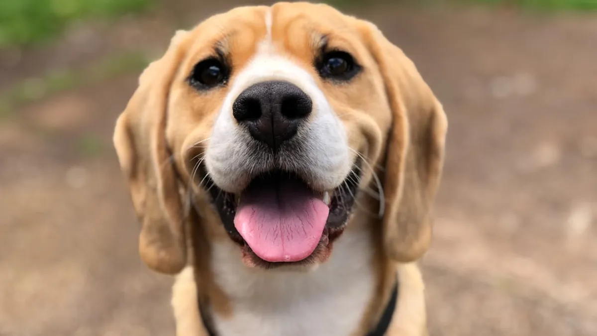 dog's face