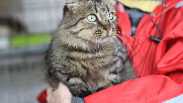 Tampere to End €2,500 Annual Grant for Volunteer Animal Rescues