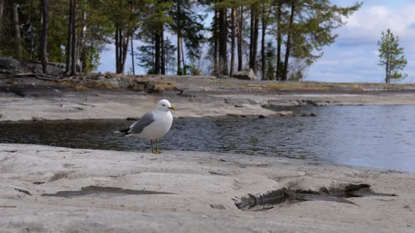 Dredging at Nuorajärvi begins to revive declining waterbirds
