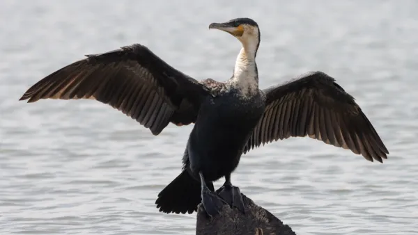 Great cormorant rests for hours in puddle at Laukontori