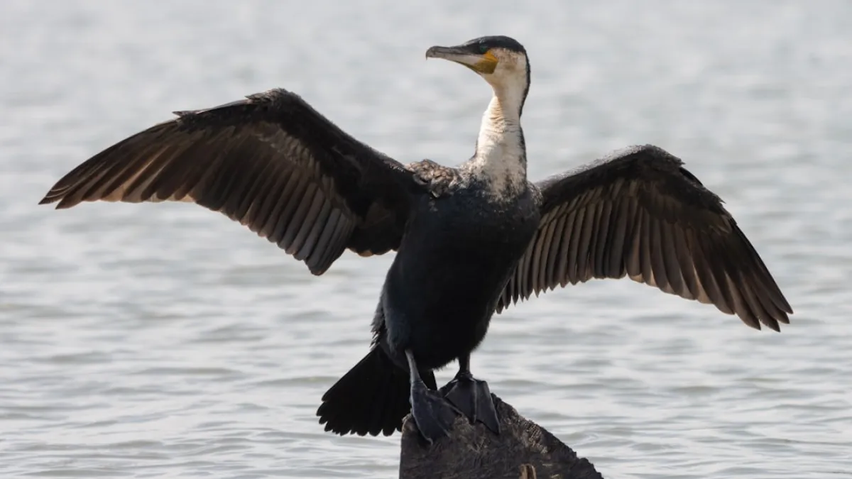Great cormorant🇰🇪